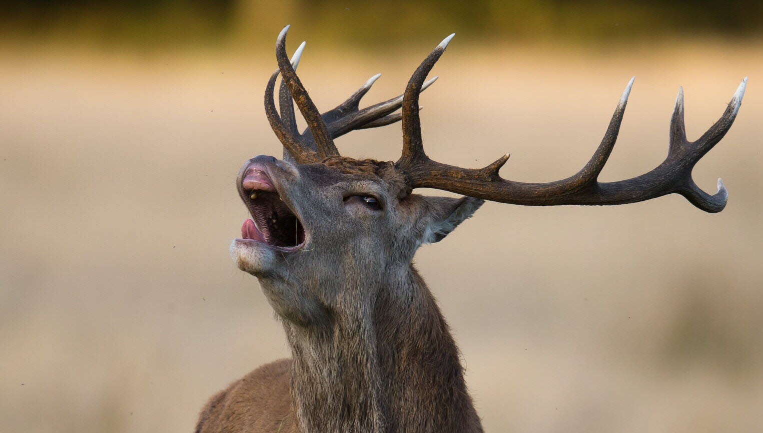 Vivez le Brame du Cerf en Séjournant à APPART enTHÈSE